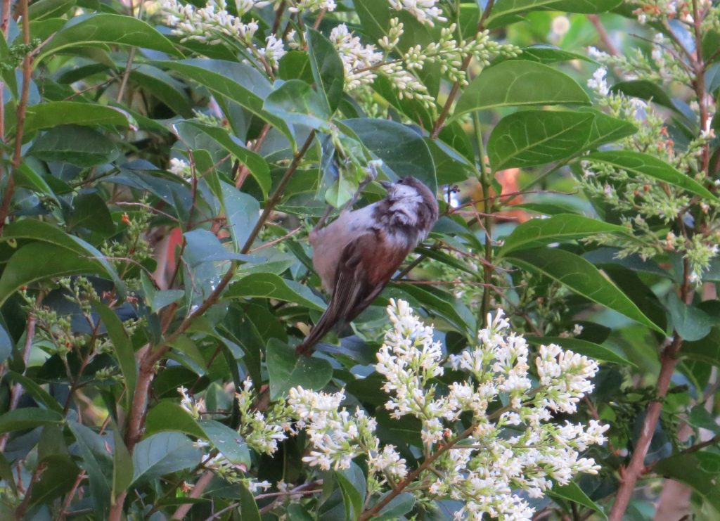 Chestnut-backed Chickadee