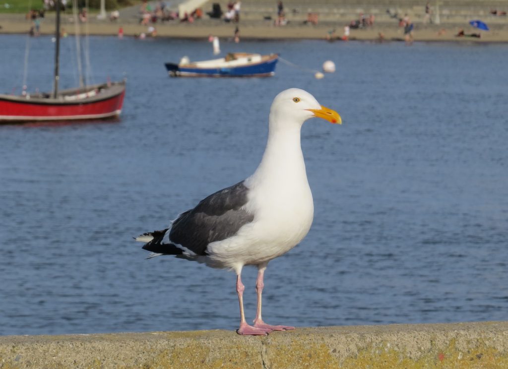 Western Gull