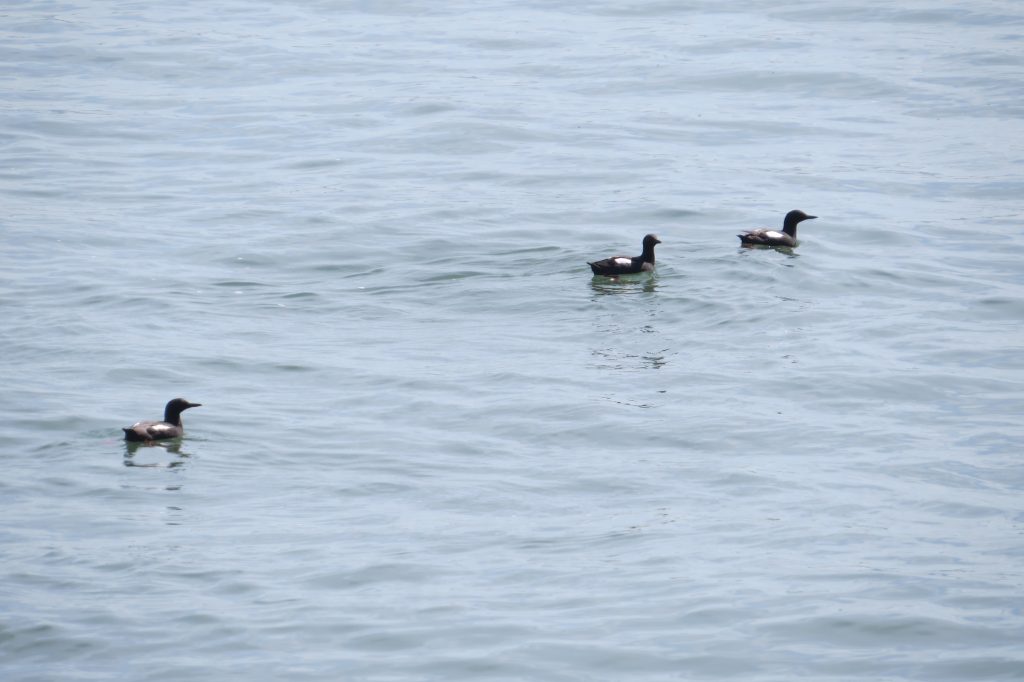 Pigeon Guillemot