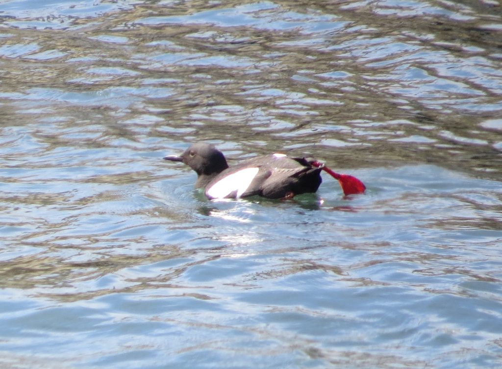 Pigeon Guillemot