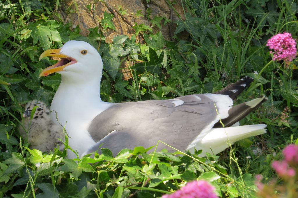 Western Gull