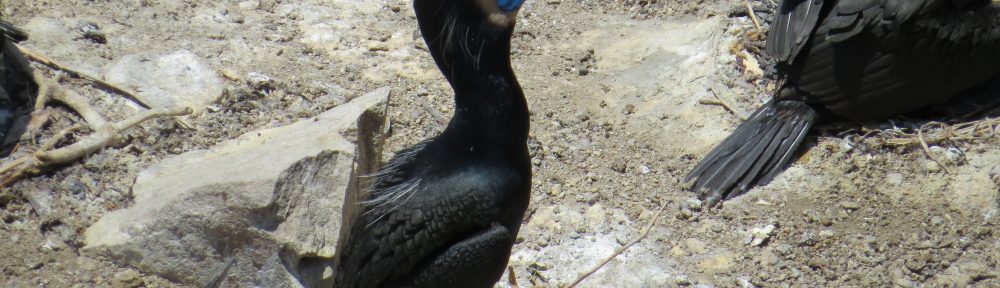 Brandts Cormorant