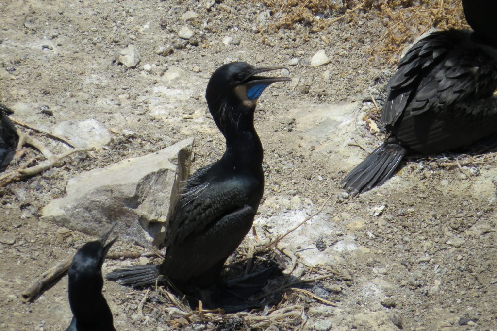 Brandts Cormorant