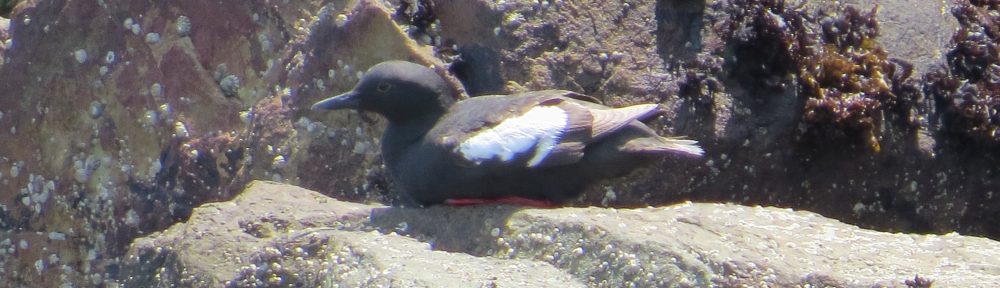 Pigeon Guillemot