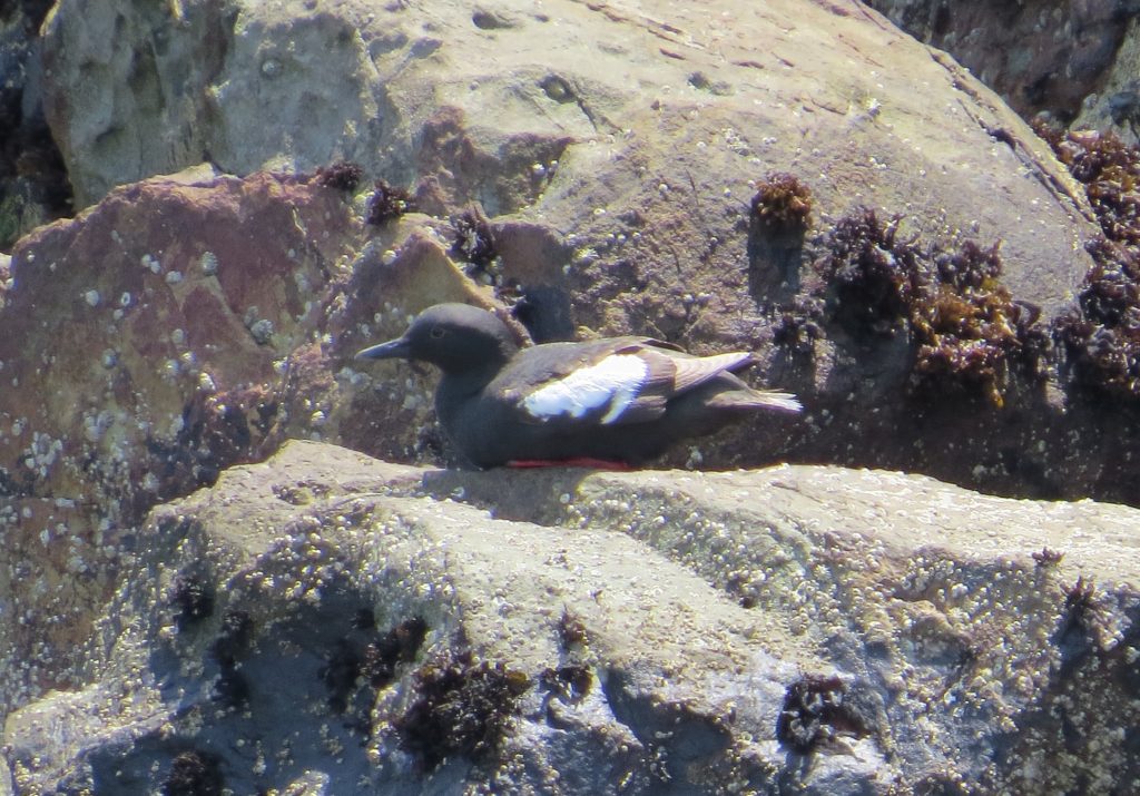 Pigeon Guillemot