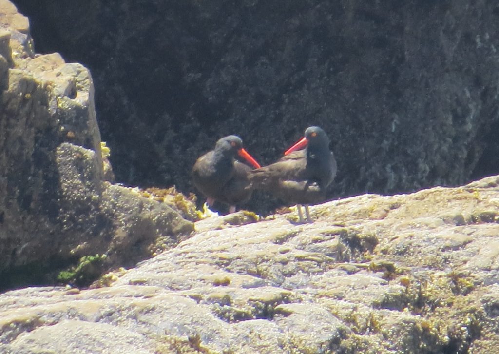 Black Oystercatcher