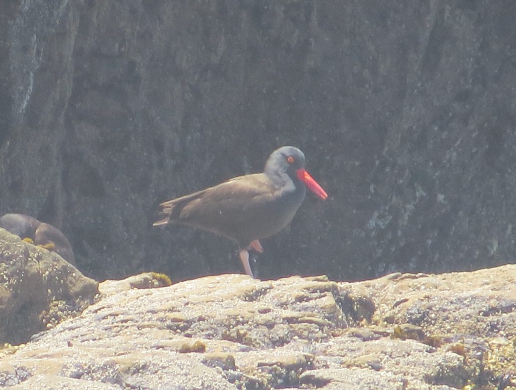 Black Oystercatcher