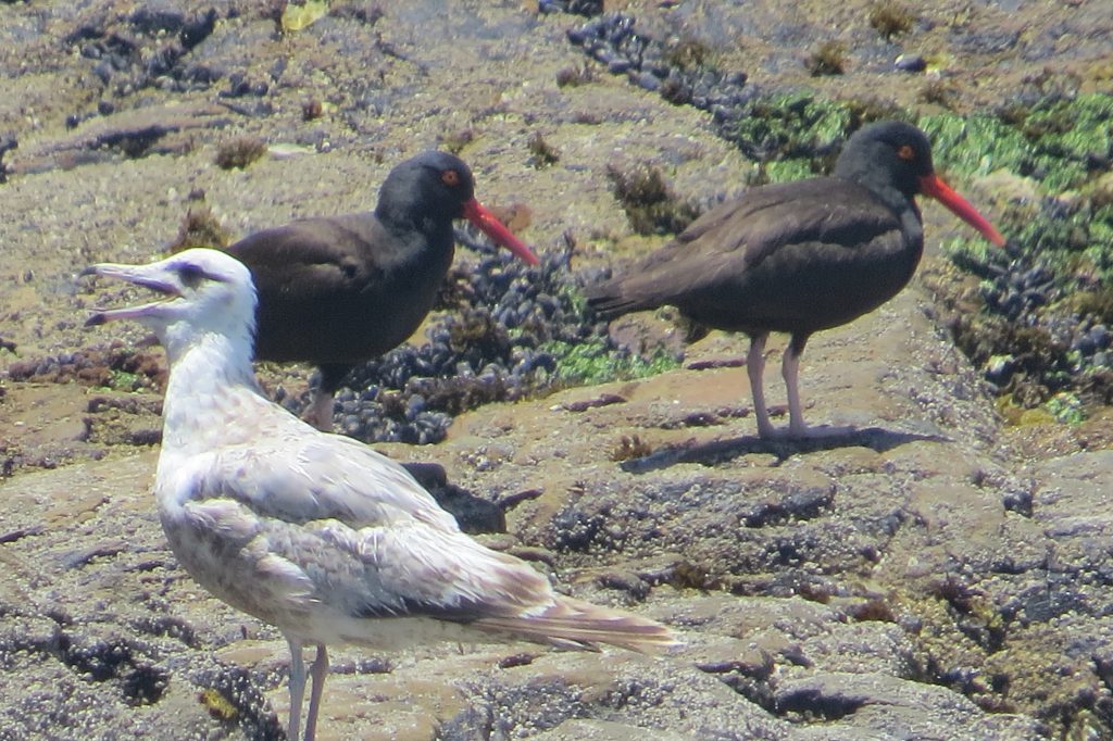 Black Oystercatcher