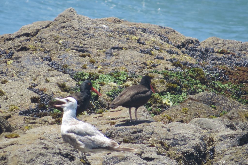 Black Oystercatcher