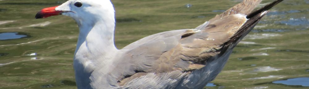 Heerman's Gull