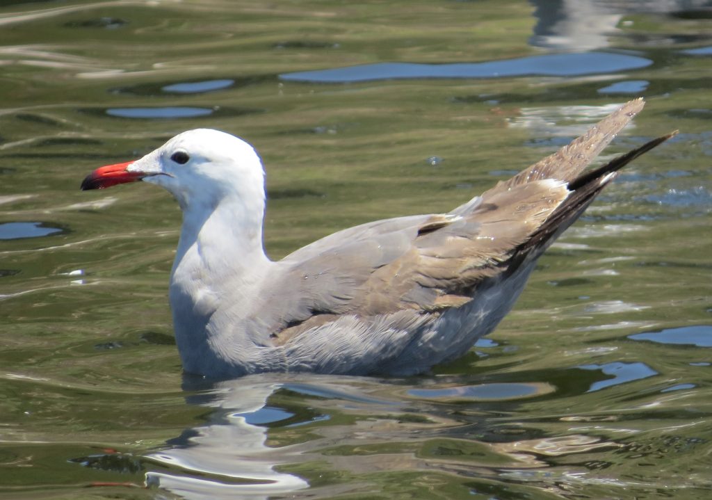 Heerman's Gull