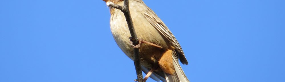 California Towhee