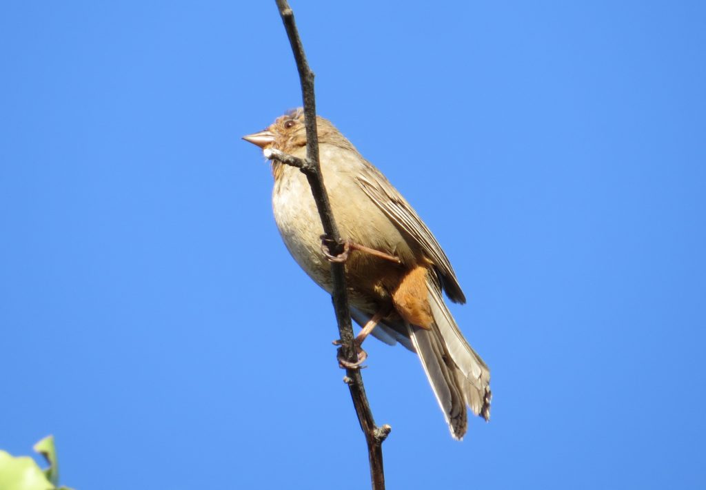 California Towhee