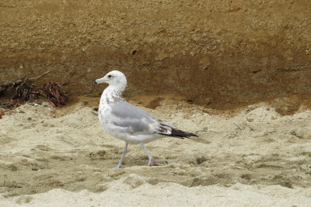 California Gull