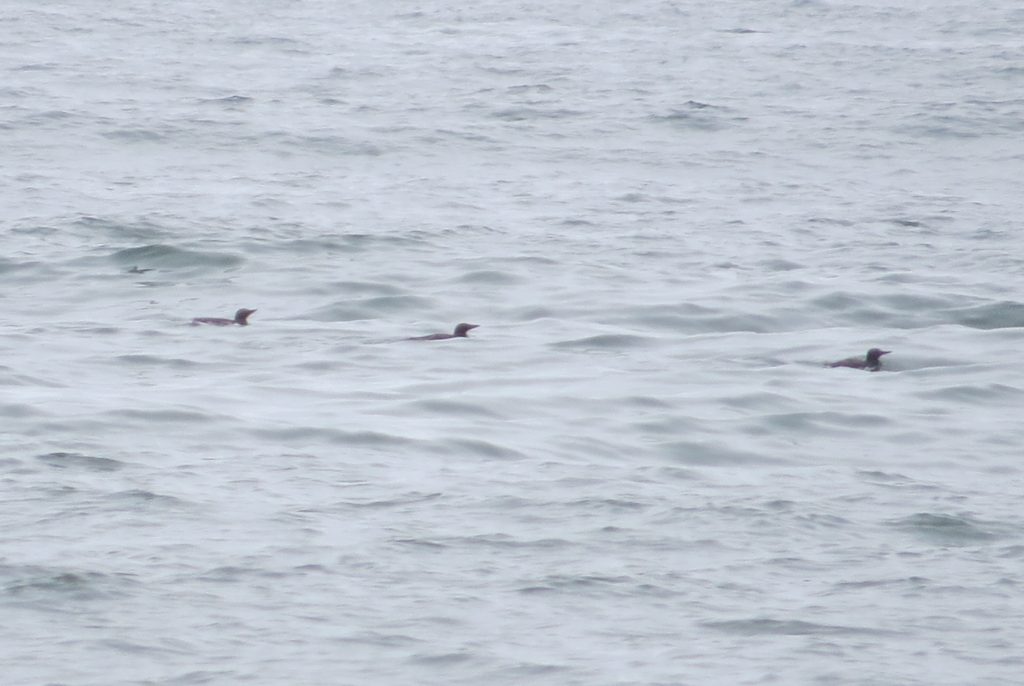 Common Murre