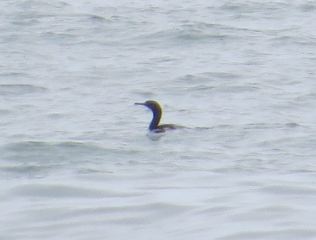 Pelagic Cormorant