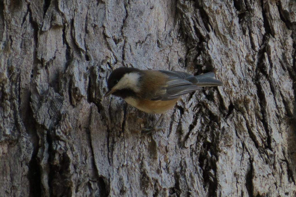 Chestnut-backed Chickadee