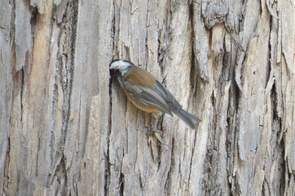 Chestnut-backed Chickadee