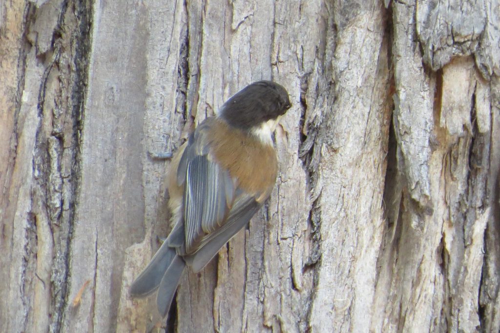 Chestnut-backed Chickadee