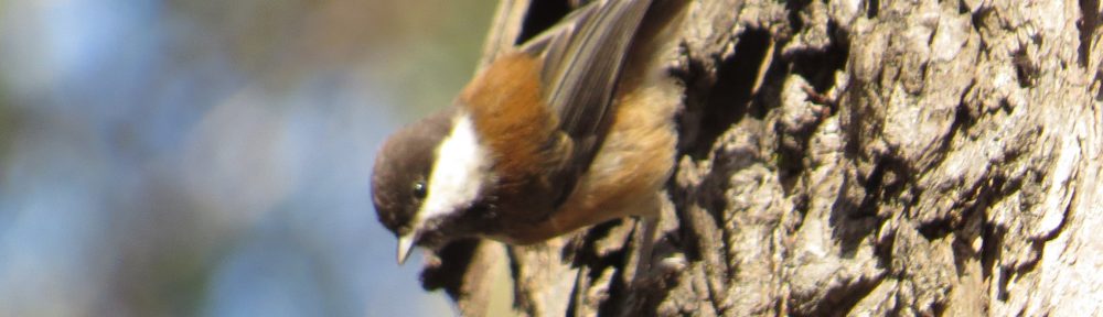 Chestnut-backed Chickadee