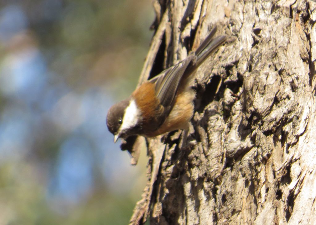 Chestnut-backed Chickadee