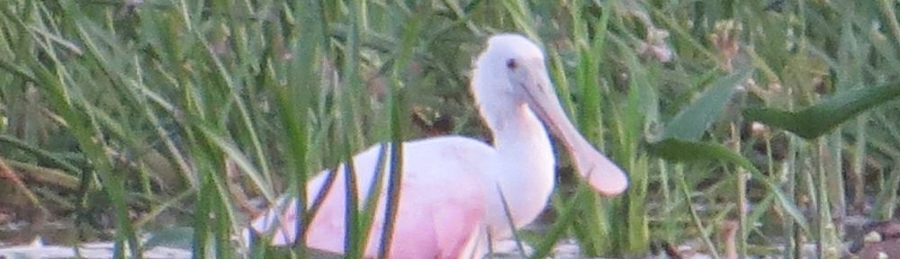 Roseate Spoonbill