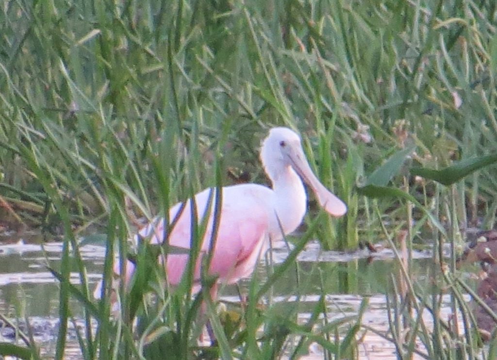 Roseate Spoonbill