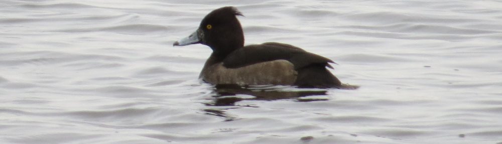 Tufted Duck