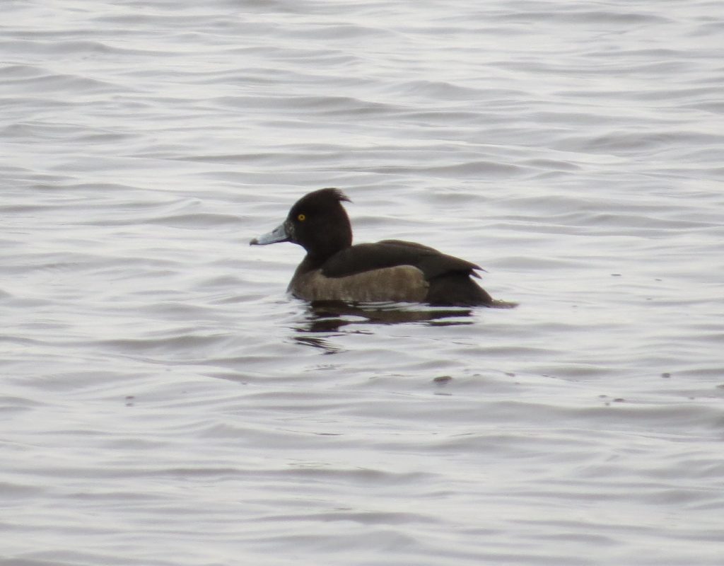 Tufted Duck