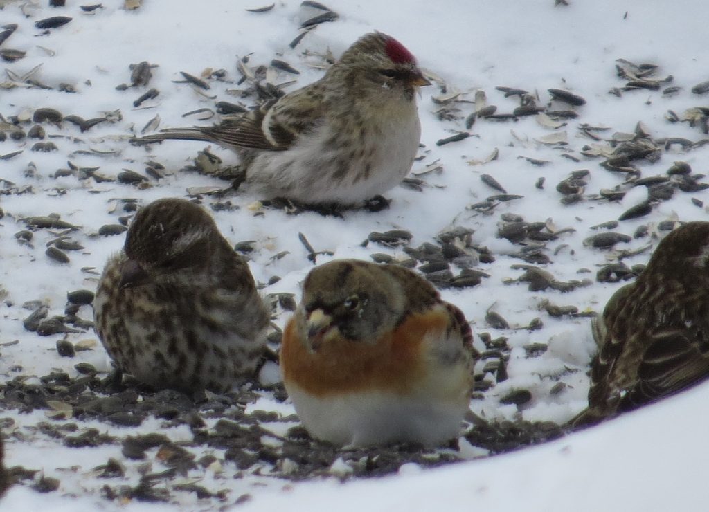 Brambling