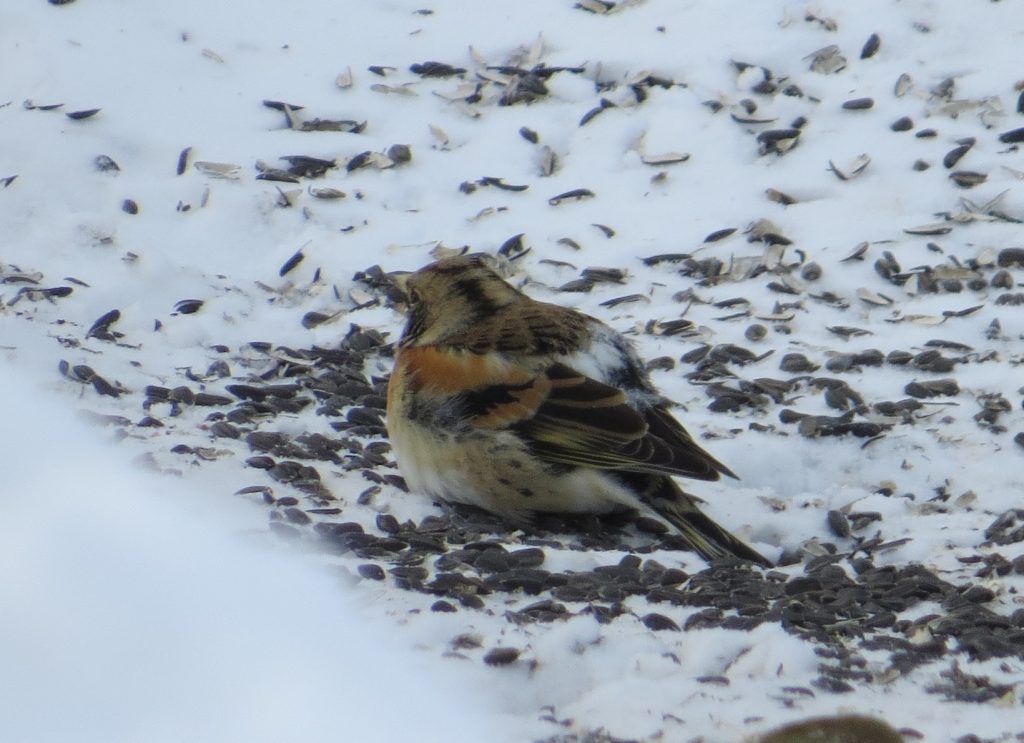 Brambling