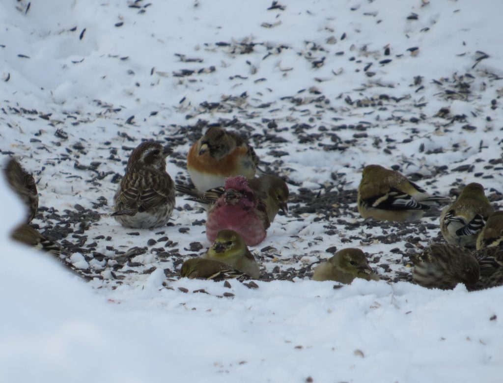 Brambling