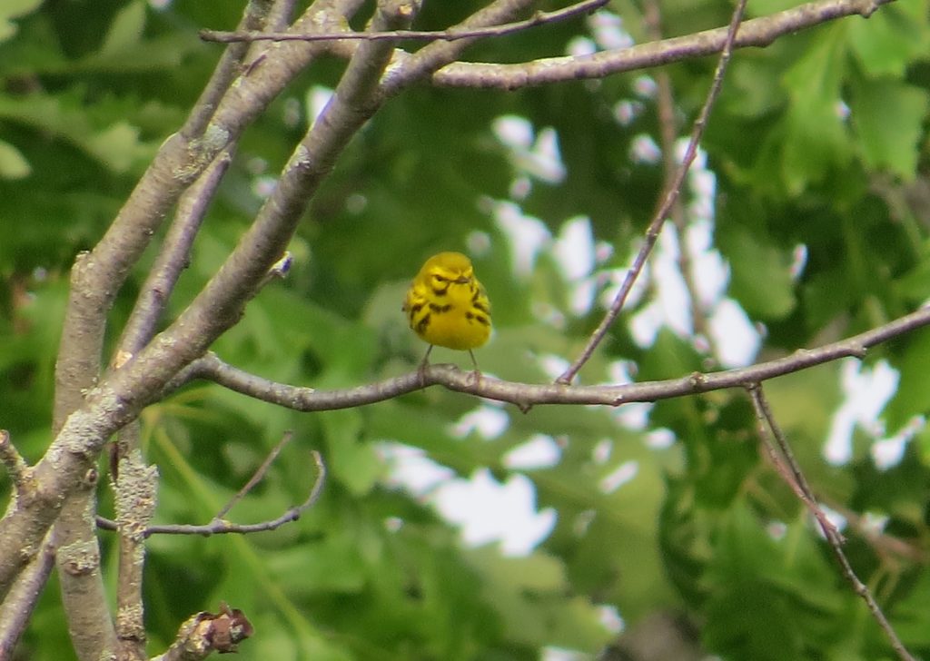 Prairie Warbler