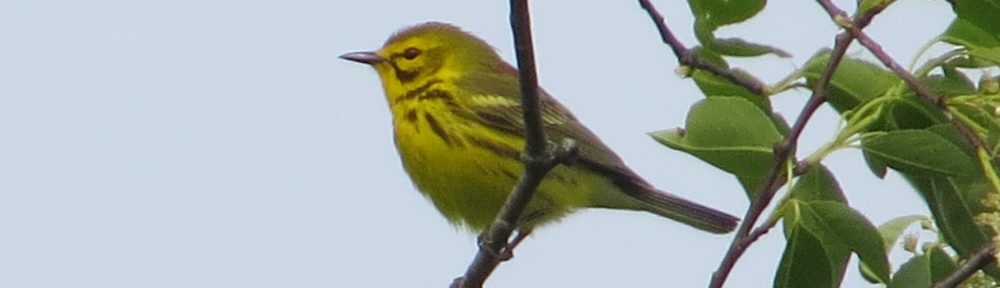 Prairie Warbler