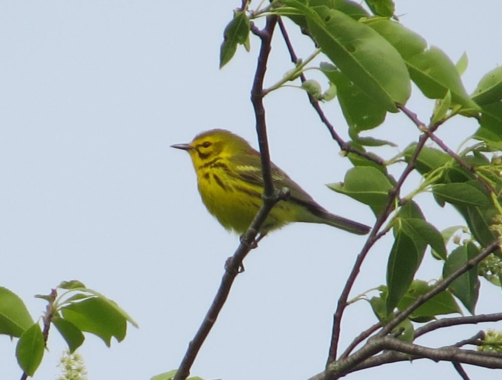 Prairie Warbler