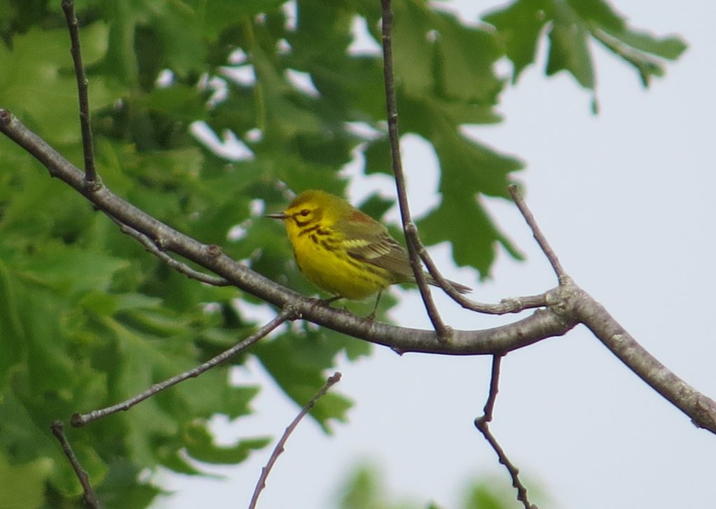 Prairie Warbler