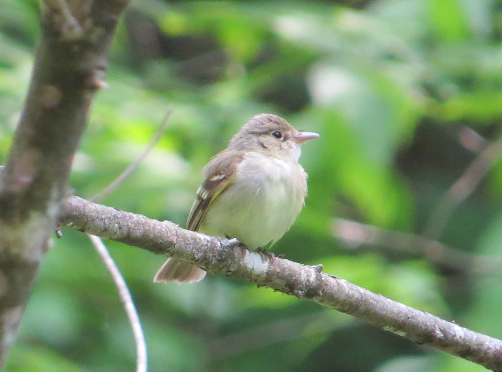 Acadian Flycatcher