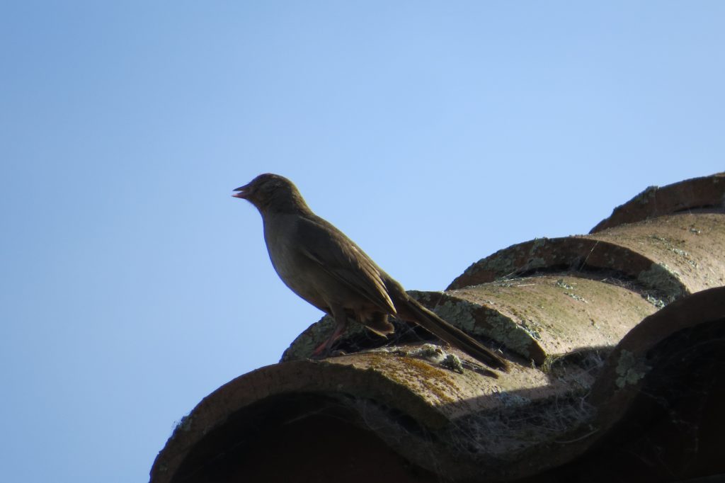 California Towhee