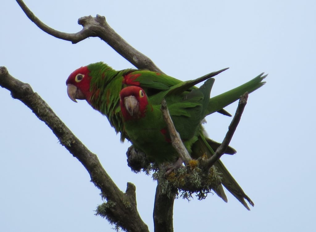 Red-masked Parakeet