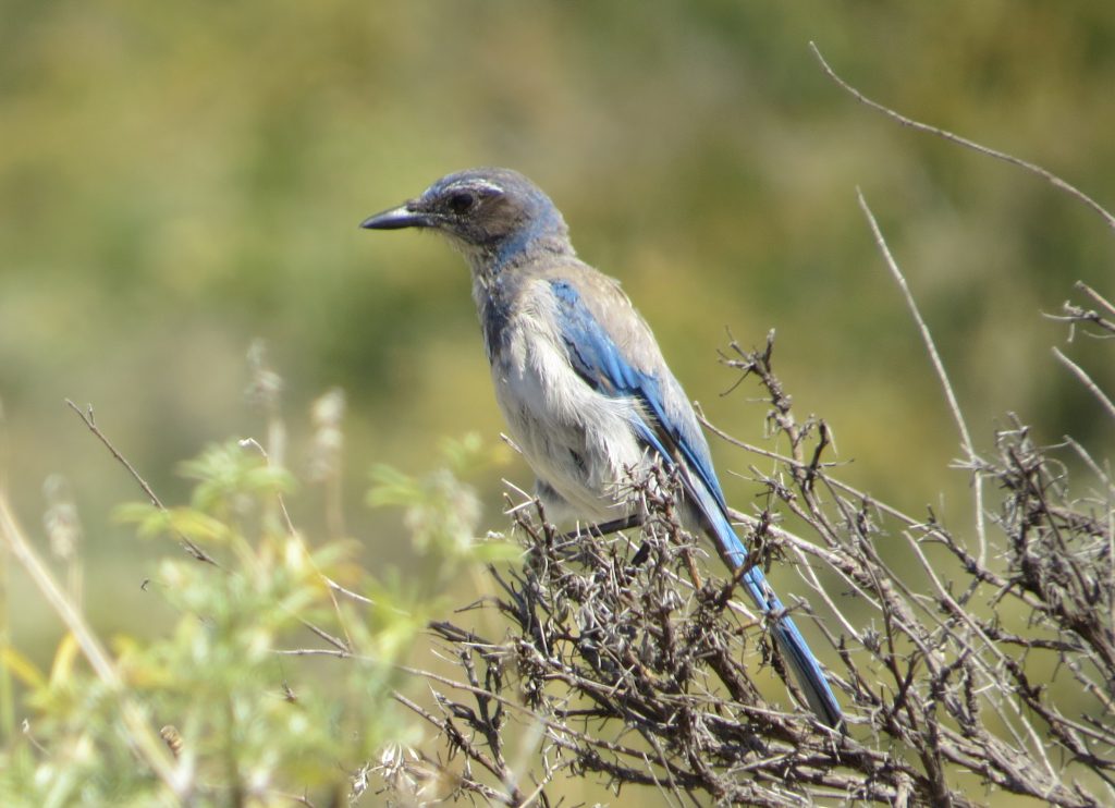 California Scrub-Jay