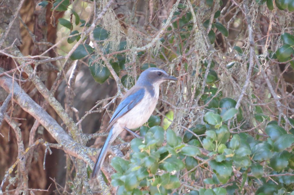 California Scrub-Jay