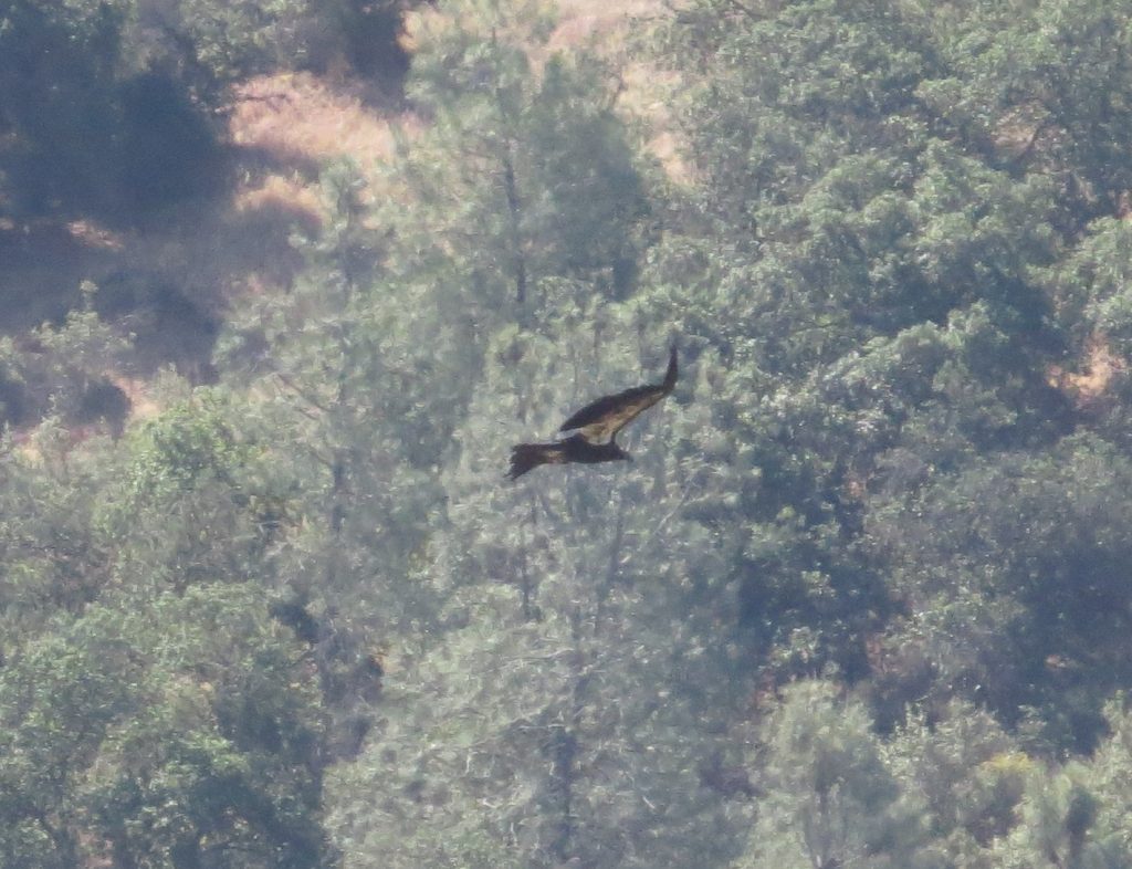 California Condor