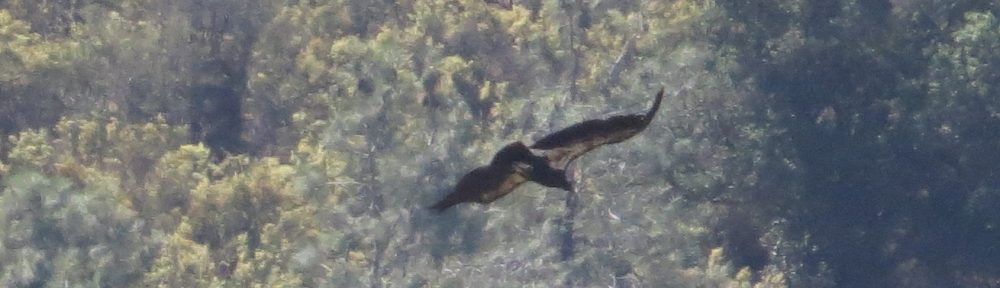 California Condor