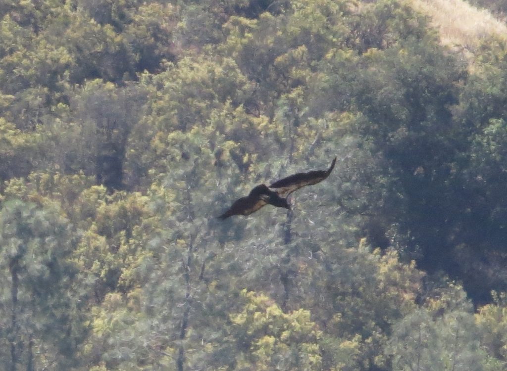 California Condor