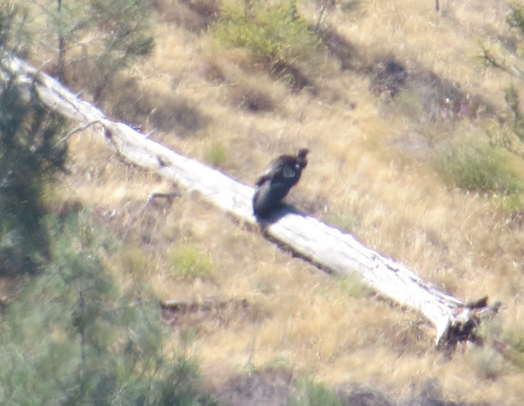 California Condor