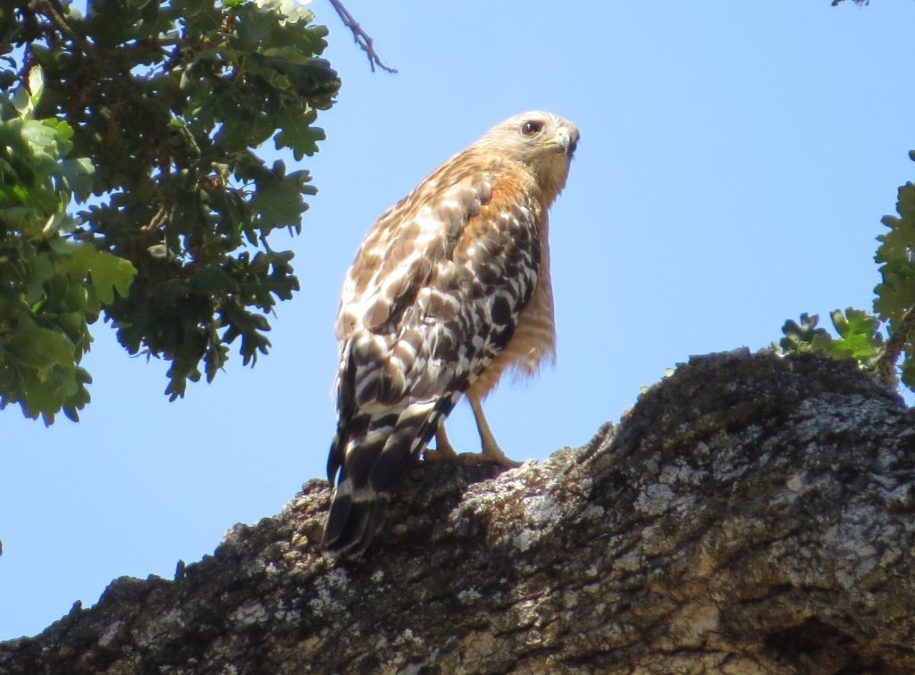 Red-shouldered Hawk