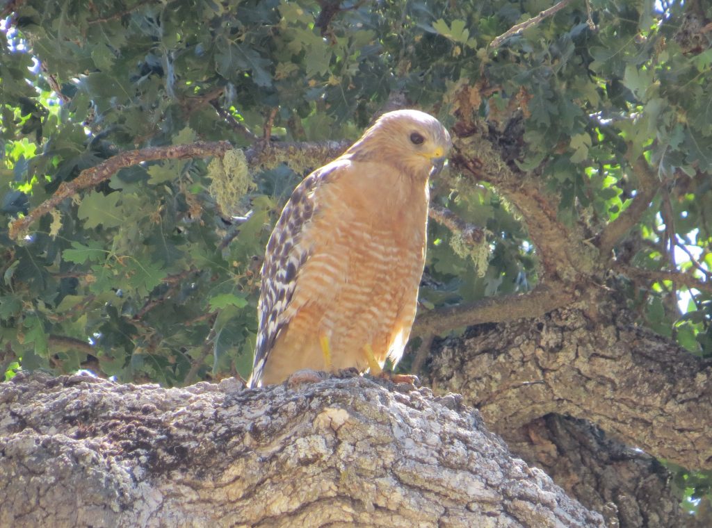 Red-shouldered Hawk