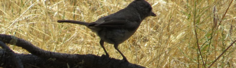 Oak Titmouse