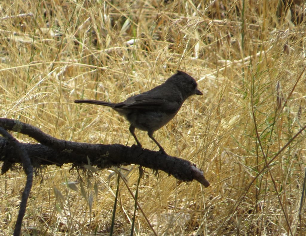 Oak Titmouse