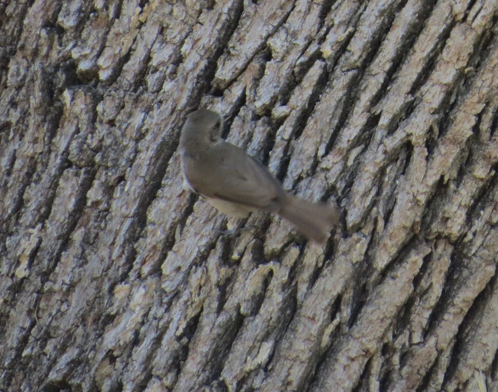 Oak Titmouse